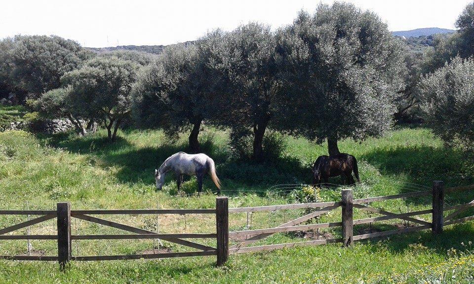 B&B L' Incantu Santa Teresa Gallura Kültér fotó